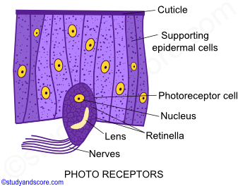 Earthworm nervous system, Earthworm sense organs, central nervous system, peripheral nervous system, buccal receptor, epidermal receptors, photoreceptors